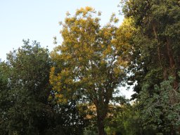 hava &raquo; Peltophorum